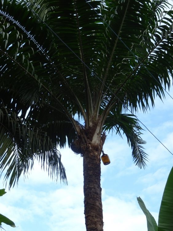 A Solidão da Palmeira